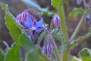 plants-that-keep-away-mosquitoes
